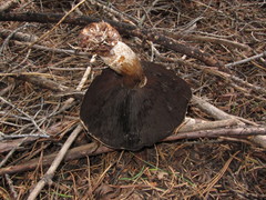 Agaricus moronii
