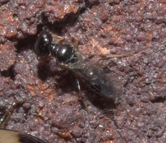 Spilomena