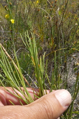 Lebeckia pauciflora