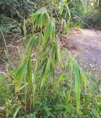 Bambusa stenostachya