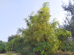 Bambusa stenostachya