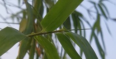 Bambusa stenostachya