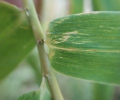 Bambusa stenostachya