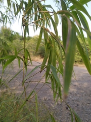 Bambusa stenostachya