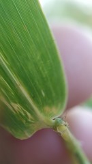 Bambusa stenostachya