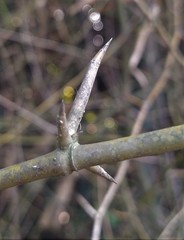 Bambusa stenostachya