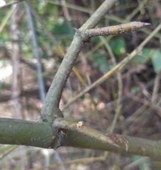 Bambusa stenostachya