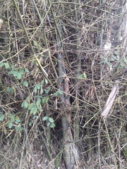 Bambusa stenostachya