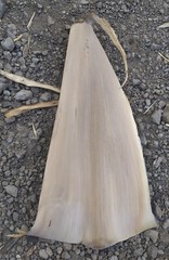 Bambusa stenostachya