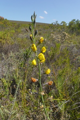 Lebeckia pauciflora