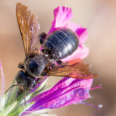 Xylocopa iris