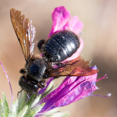 Xylocopa iris