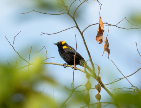 Epaulet Oriole (Icterus cayanensis), photo 5