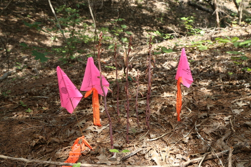 Glass Mountain Crested Coralroot (Bletia nitida)