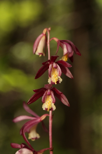 Texas Crested Coralroot (Bletia warnockii)