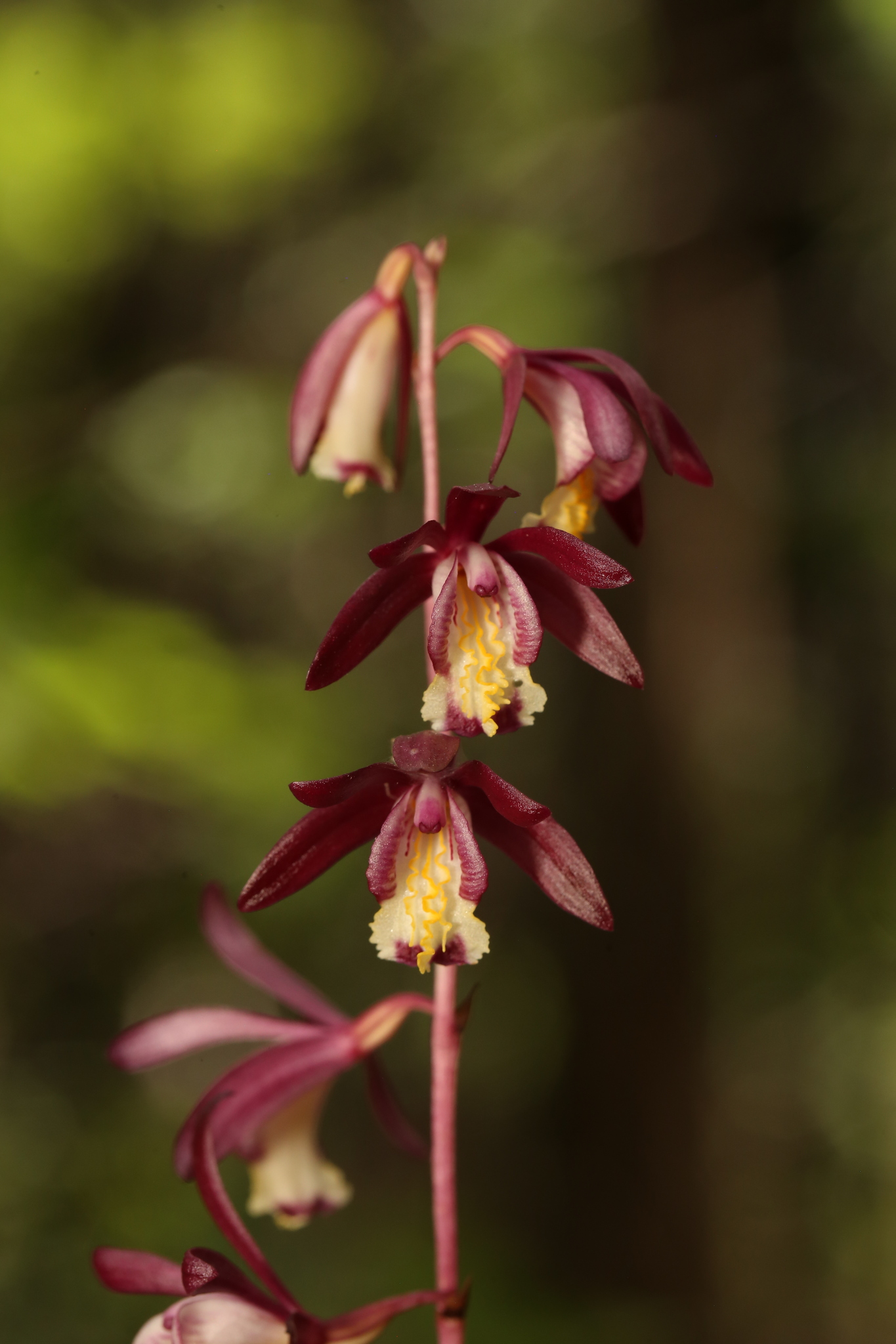 Bletia warnockii (Ames & Correll) Sosa & M.W.Chase