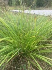 Carex virgata