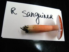 Russula americana
