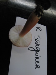 Russula americana