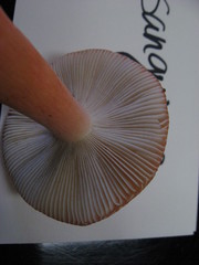 Russula americana