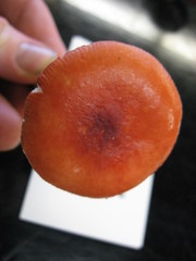 Russula americana
