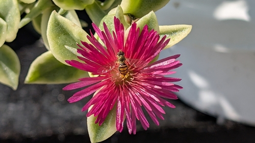 Unknown species found near Des Plaines, IL 60016, USA
