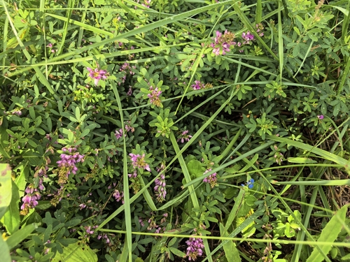 Lespedeza lichiyuniae iNat (2)