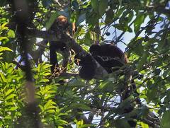 Chiropotes sagulatus