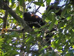 Chiropotes sagulatus