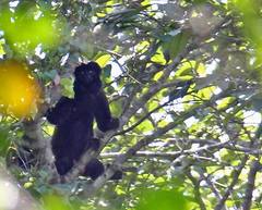 Chiropotes sagulatus