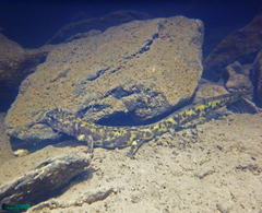 Paradactylodon persicus