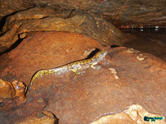 Paradactylodon persicus