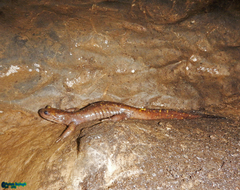 Paradactylodon persicus
