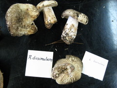 Russula dissimulans
