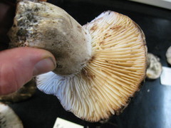 Russula dissimulans