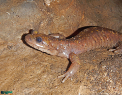 Paradactylodon persicus