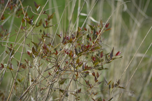 Heteropterys glabra, photograph 5