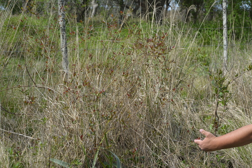 Heteropterys glabra, photograph 4