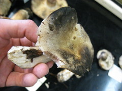 Russula dissimulans