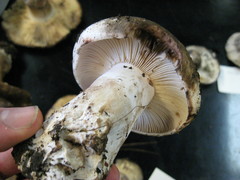 Russula dissimulans