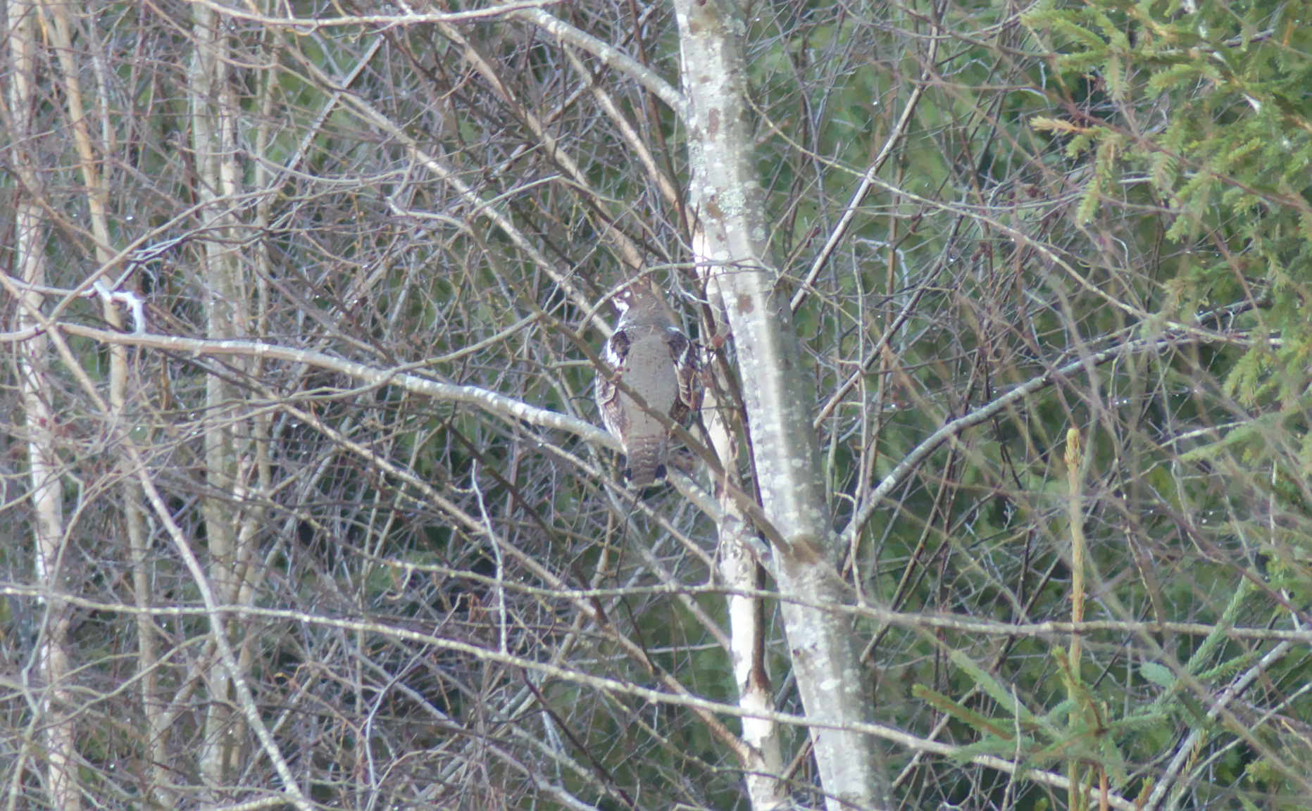 Hazel Grouse