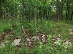 Lithospermum subsetosum