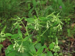 Lithospermum subsetosum