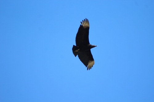 Black Vulture
