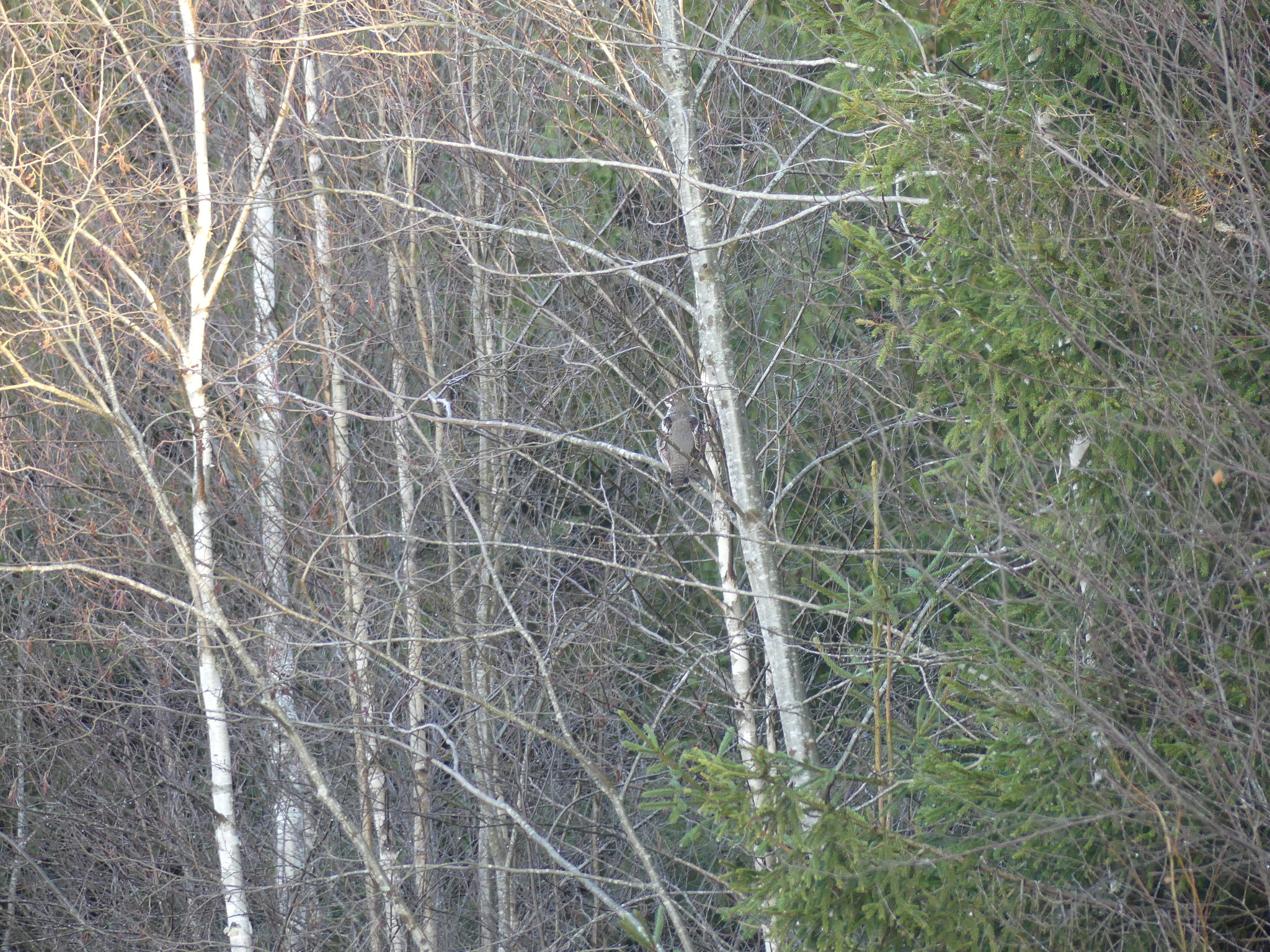 Hazel Grouse