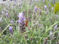 Hemiptera