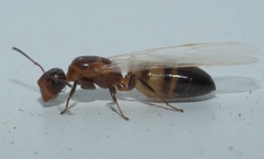 Colobopsis impressa