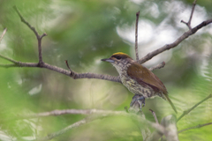 Nesoctites micromegas