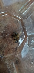 Apis mellifera
