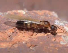 Colobopsis impressa